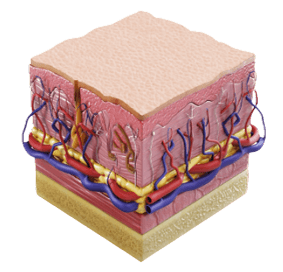 진피 콜라겐 리모델링